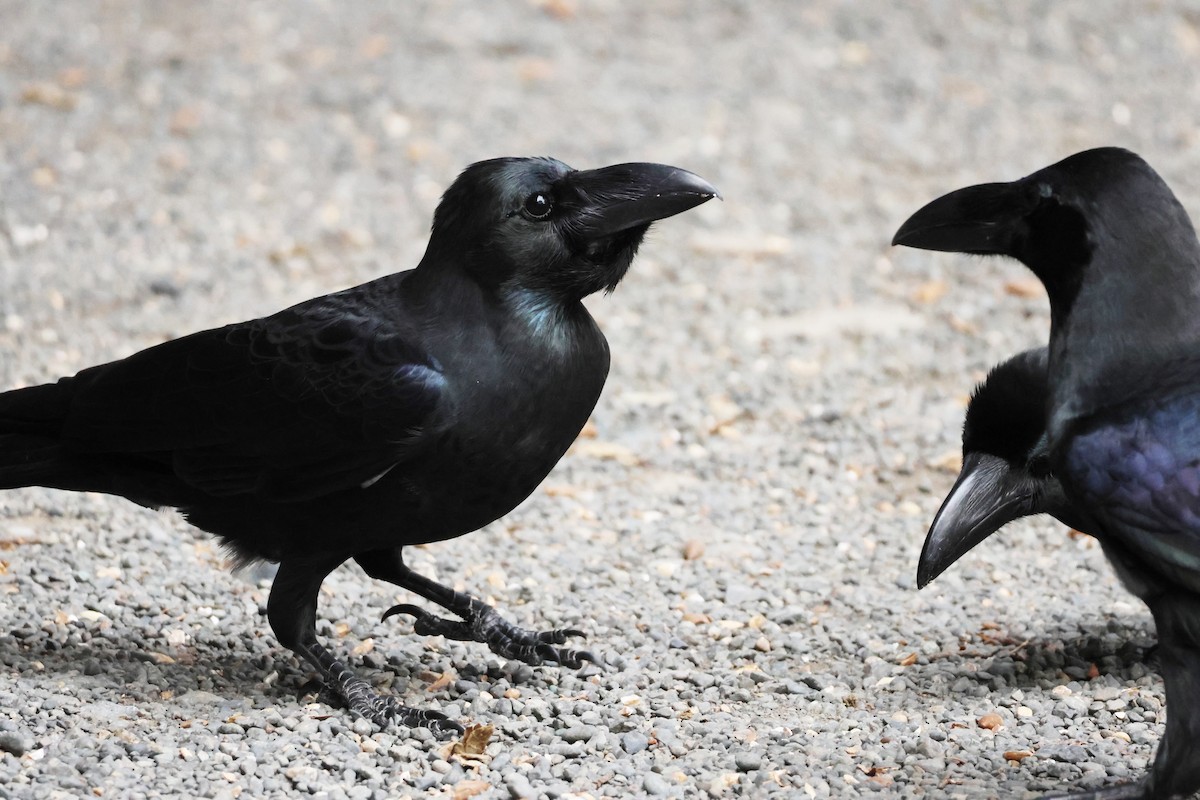 Large-billed Crow - ML646637059