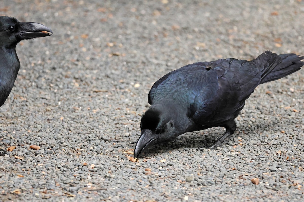 Large-billed Crow - ML646637060