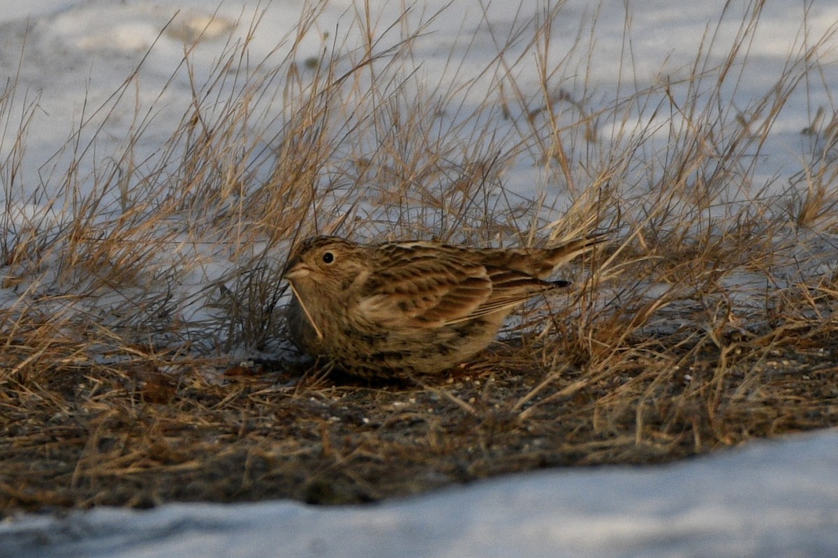 Chestnut-collared Longspur - ML646637063