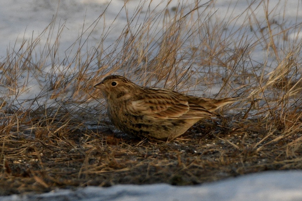 Chestnut-collared Longspur - ML646637064