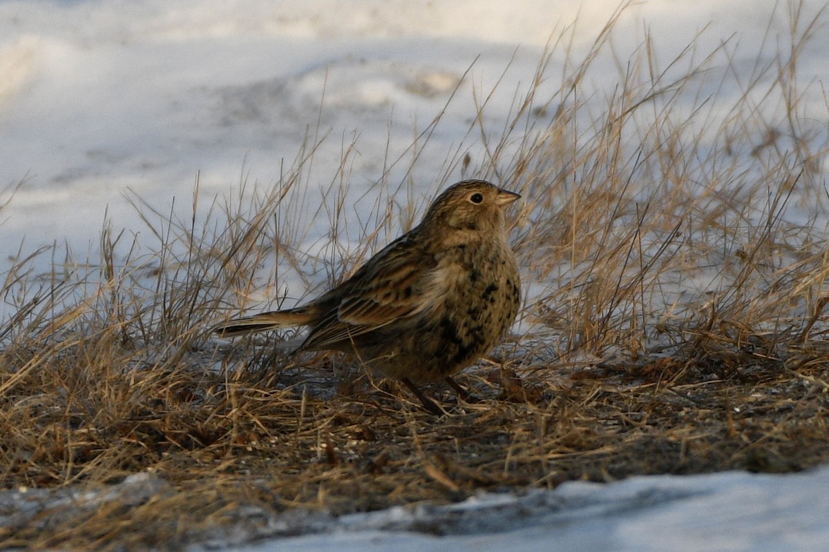 Chestnut-collared Longspur - ML646637065