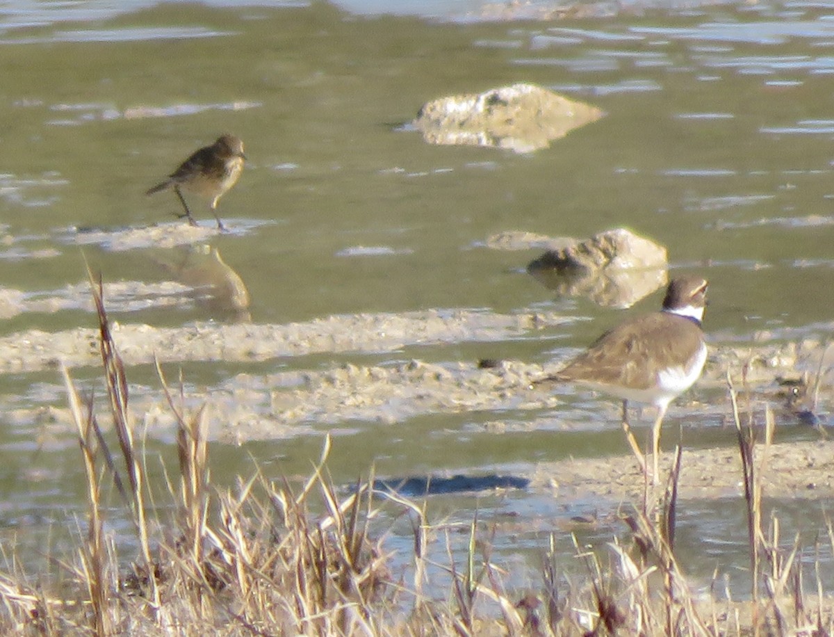 American Pipit - ML646637073