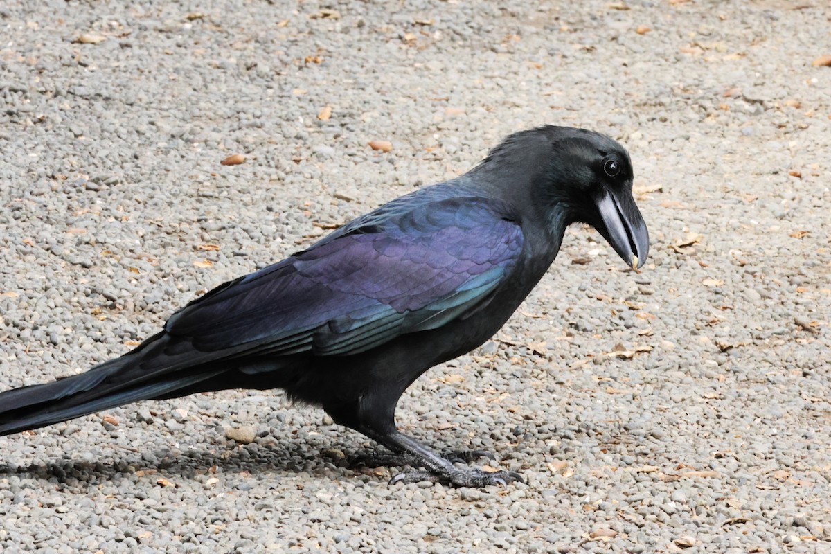 Large-billed Crow - ML646637074