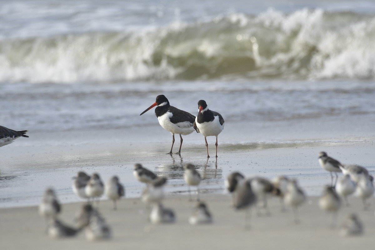 Алаг хясаач - ML646637076