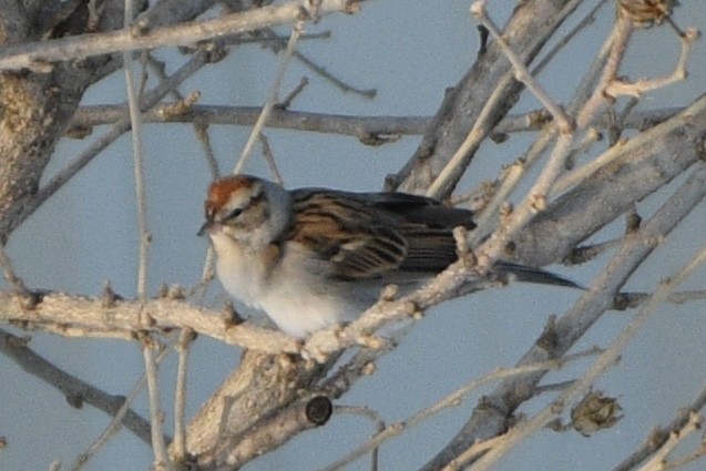 Chipping Sparrow - ML646637078