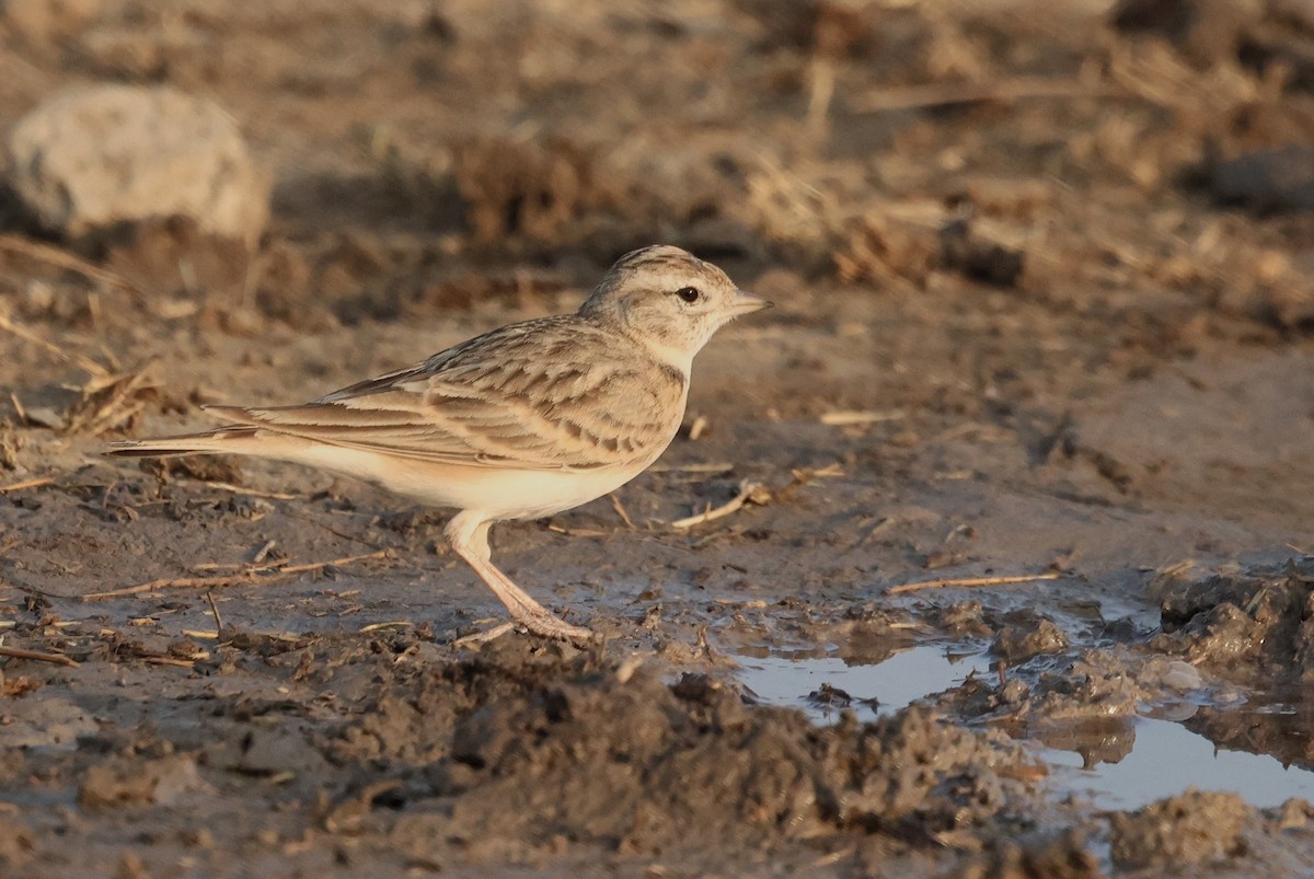 Calandrella - ML646637083