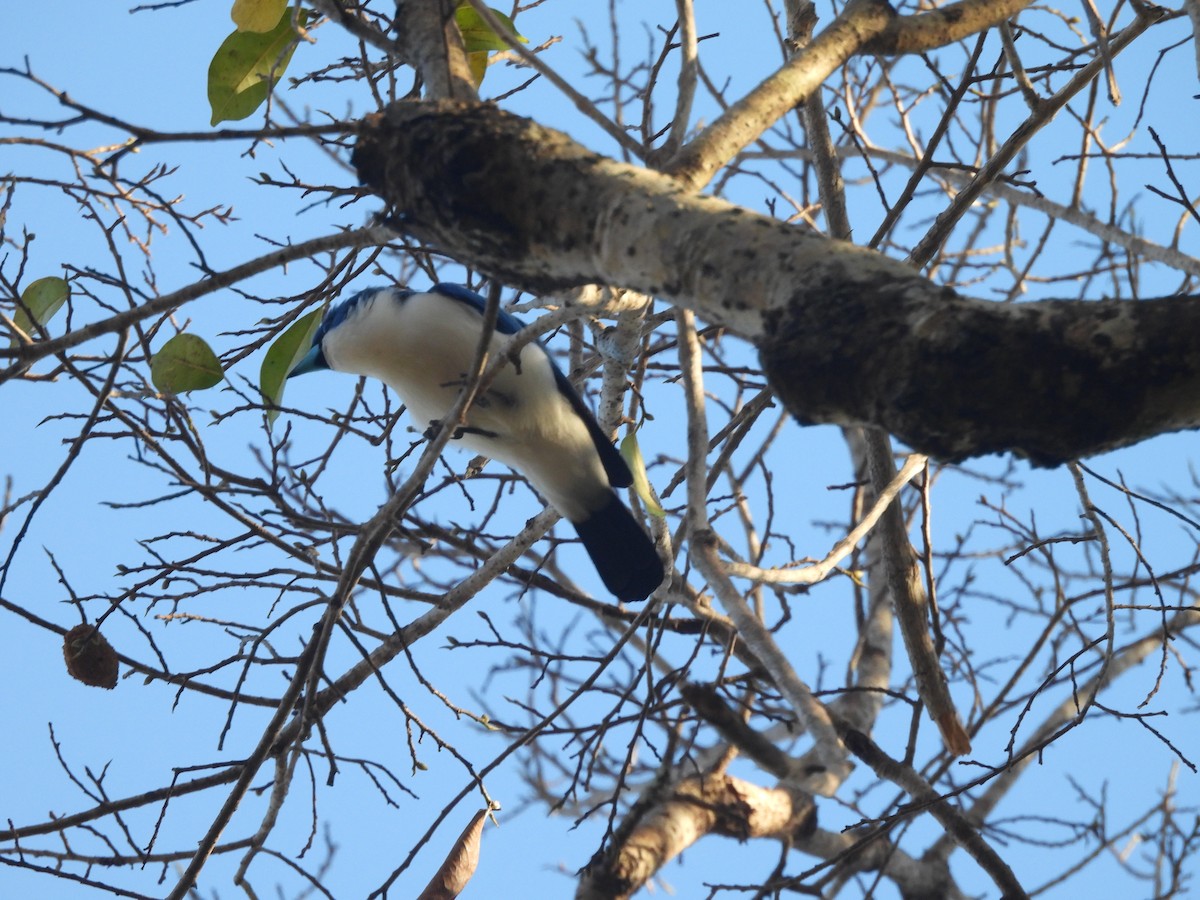 Madagascar Blue Vanga - ML646637094