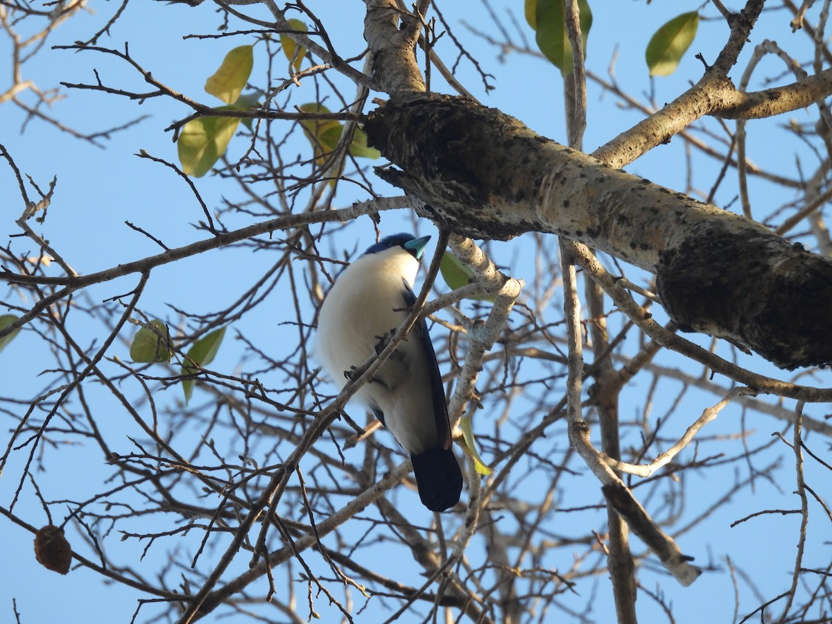 Madagascar Blue Vanga - ML646637095