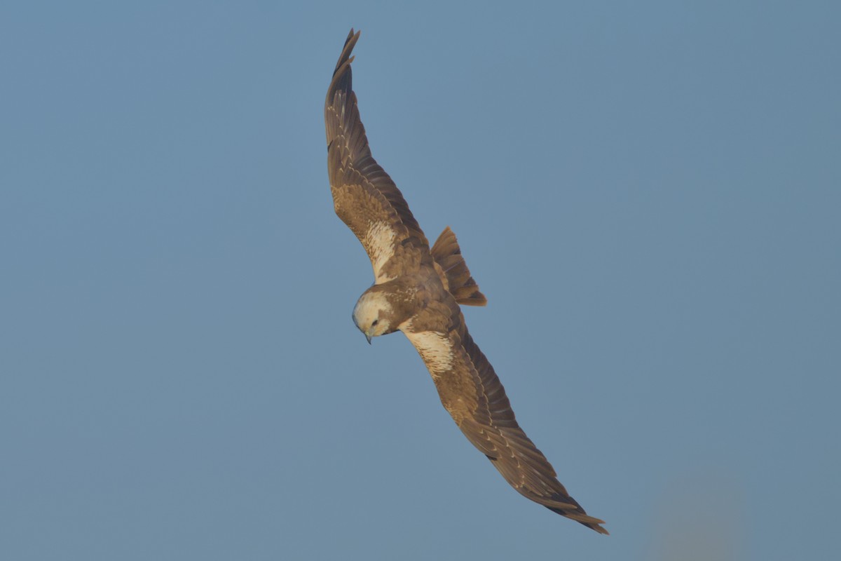 Rohrweihe - ML646637100