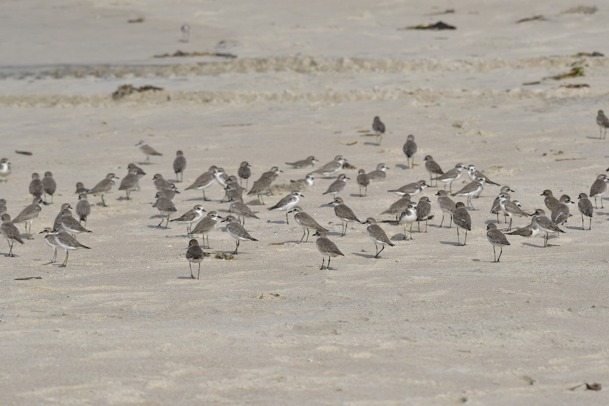 חופמי טיבטי - ML646637103