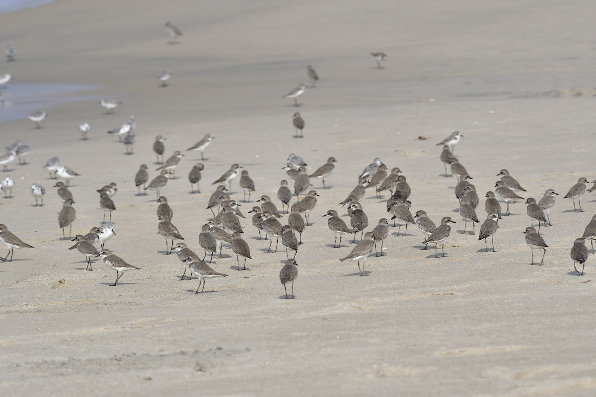 חופמי טיבטי - ML646637104