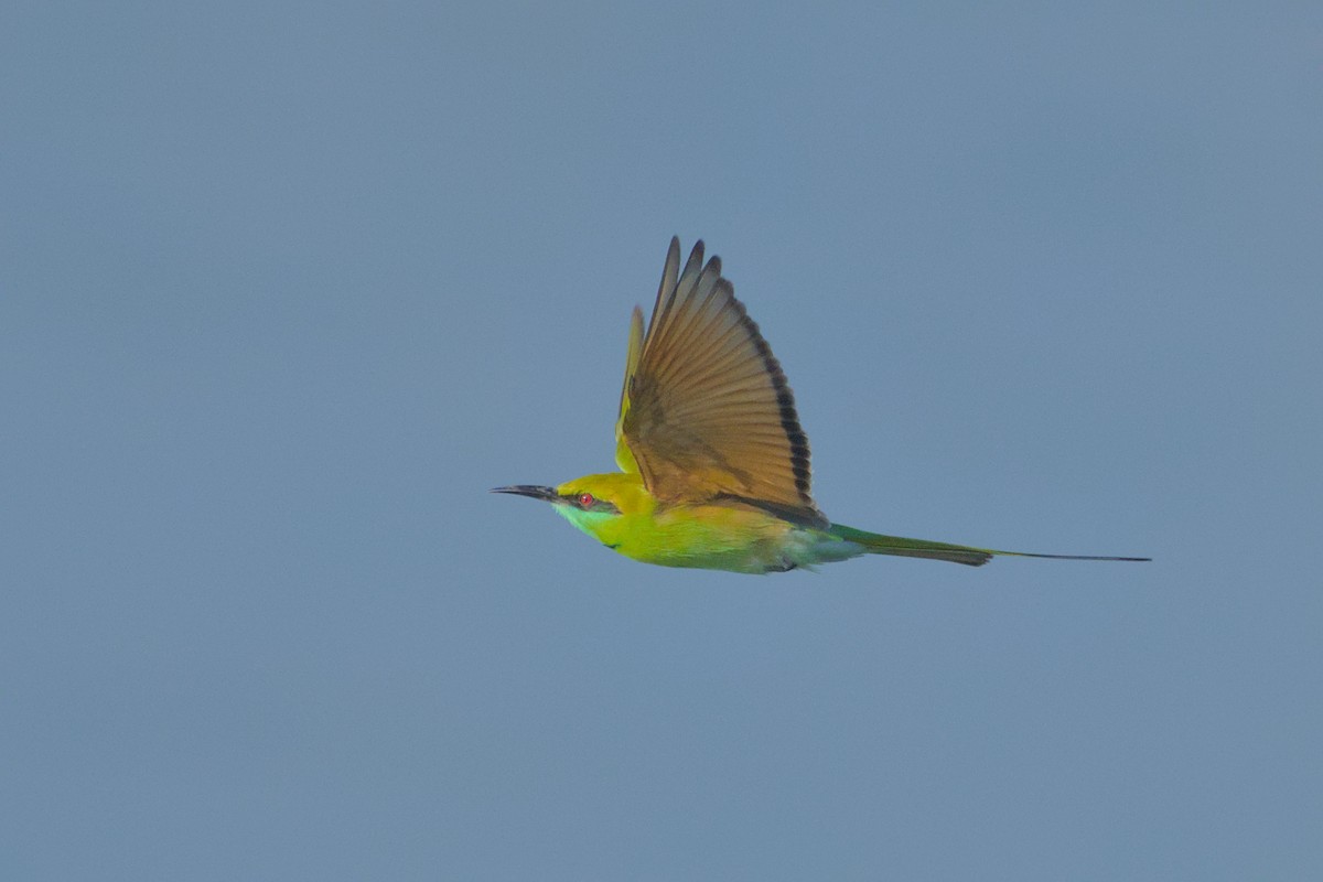 Bronzescheitel-Smaragdspint - ML646637108