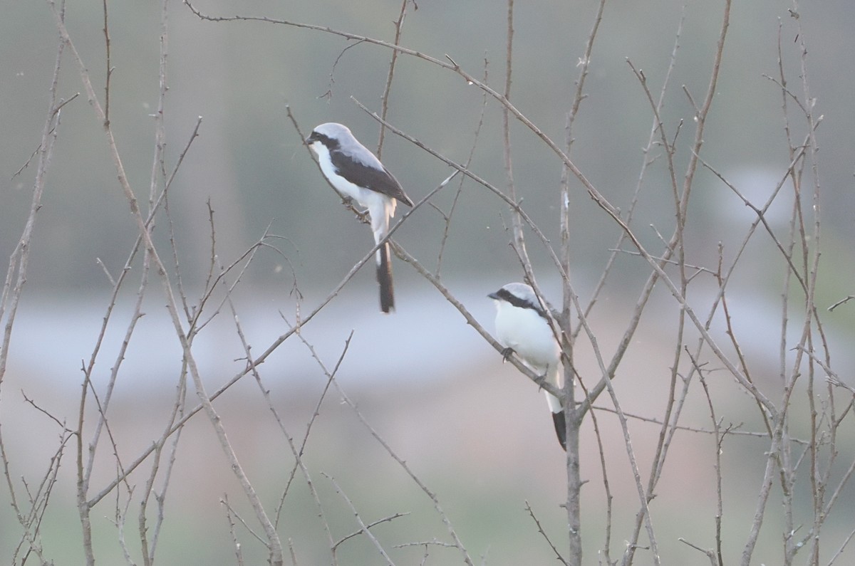 Gray-backed Fiscal - ML646637110