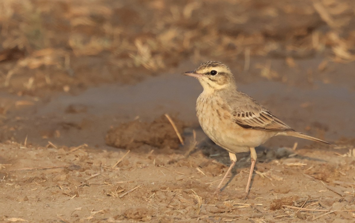 Calandro - ML646637112