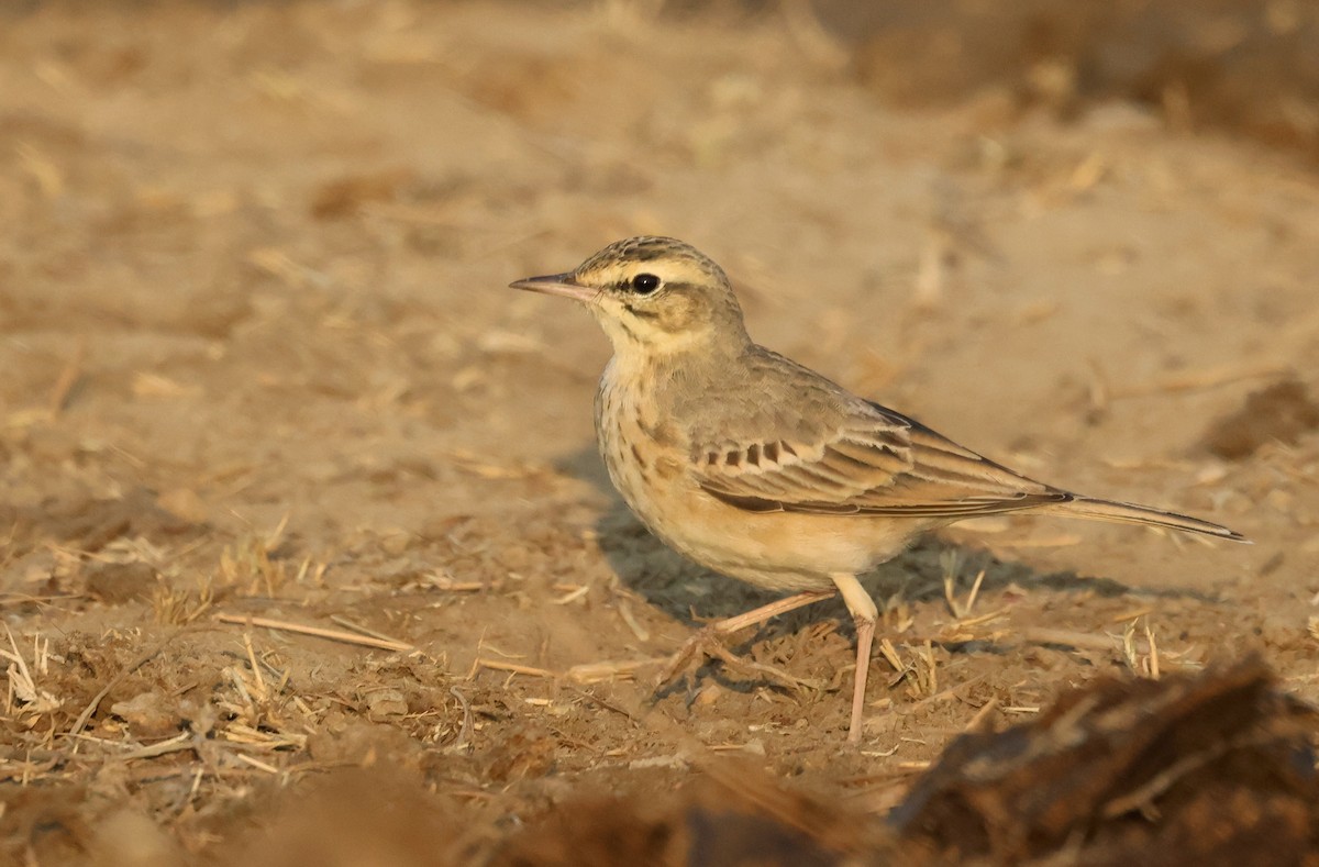 Calandro - ML646637113