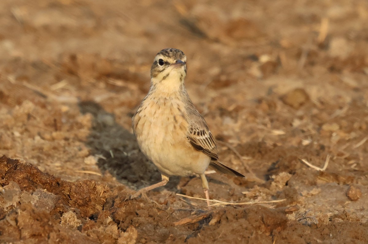 Calandro - ML646637114