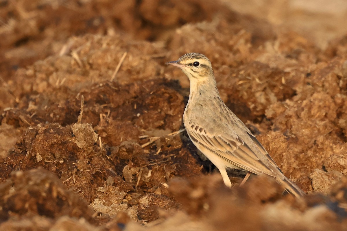 Calandro - ML646637115