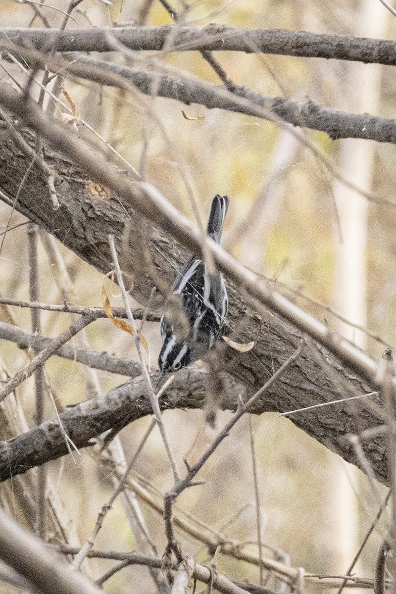 Black-and-white Warbler - ML646637116