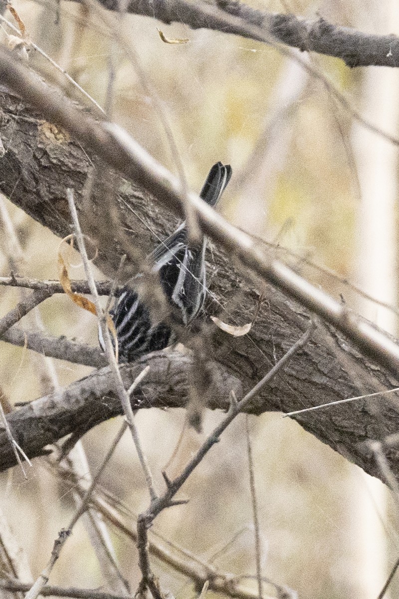 Black-and-white Warbler - ML646637117