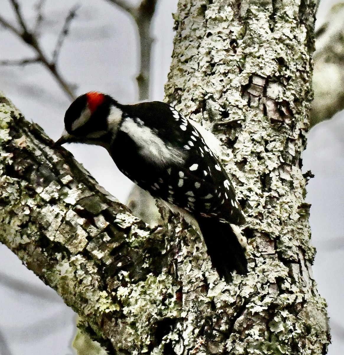 Downy Woodpecker (Eastern) - ML646637118