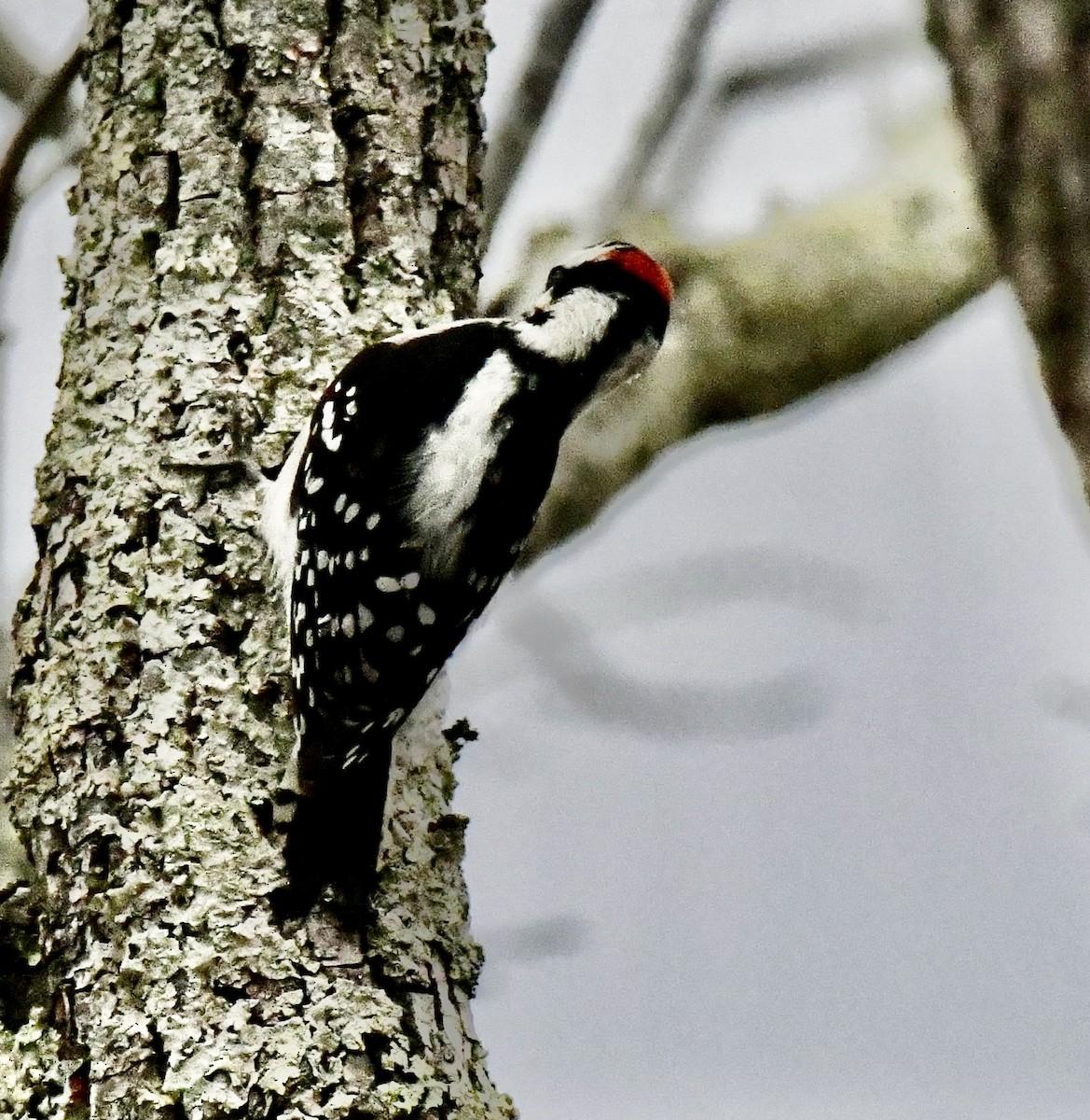 Downy Woodpecker (Eastern) - ML646637119