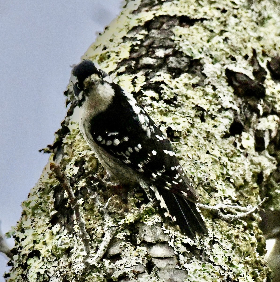 Downy Woodpecker (Eastern) - ML646637120