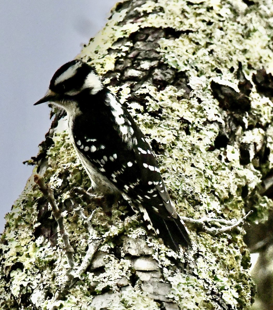 Downy Woodpecker (Eastern) - ML646637121