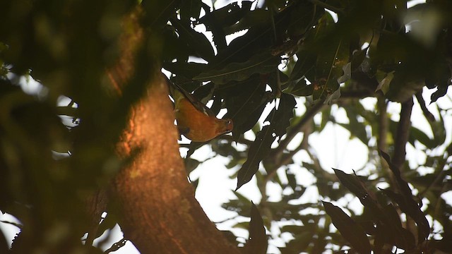 Orange-headed Thrush - ML646637123