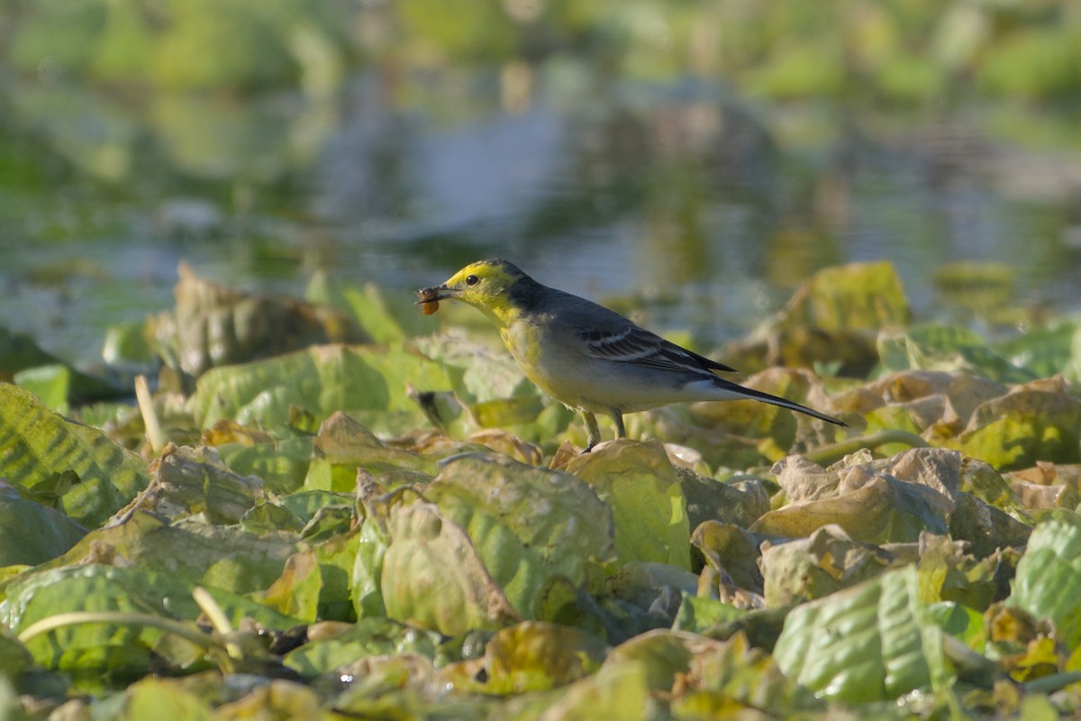 Zitronenstelze - ML646637124