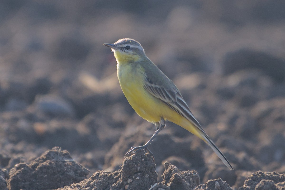 Schafstelze - ML646637130