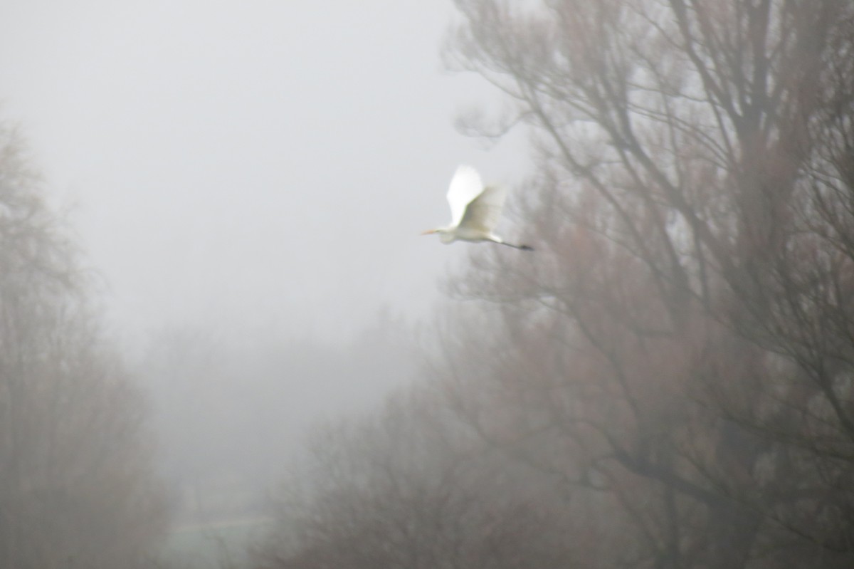 Большая белая цапля - ML646637133