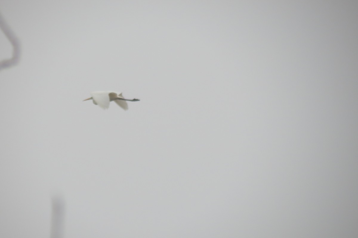 Большая белая цапля - ML646637134