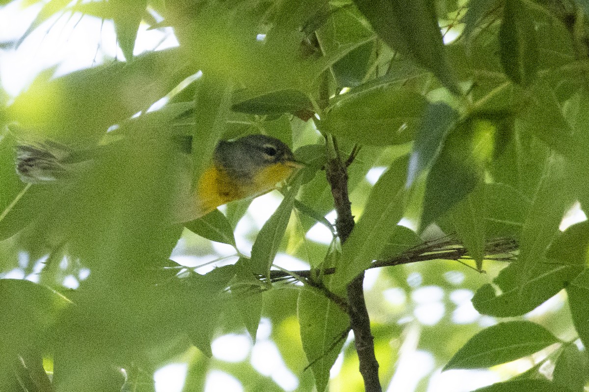 Очковая древесница - ML646637135