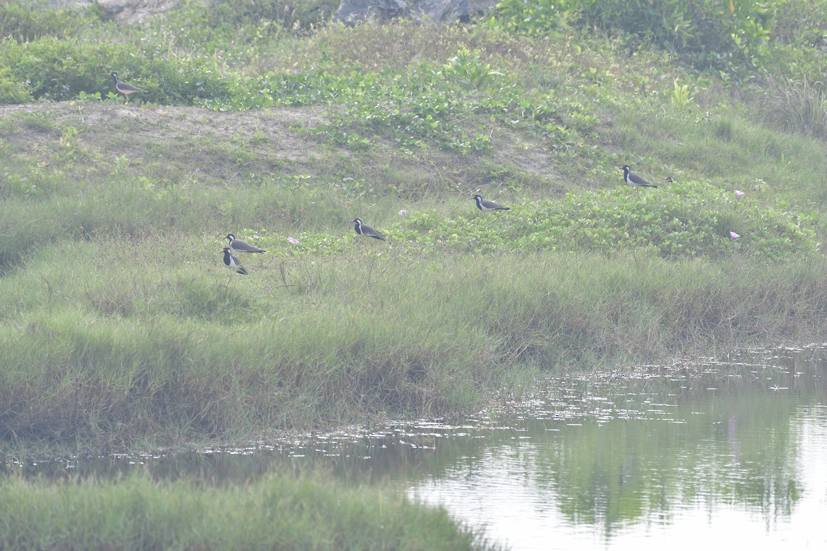קיווית אדומת-משקפיים - ML646637136