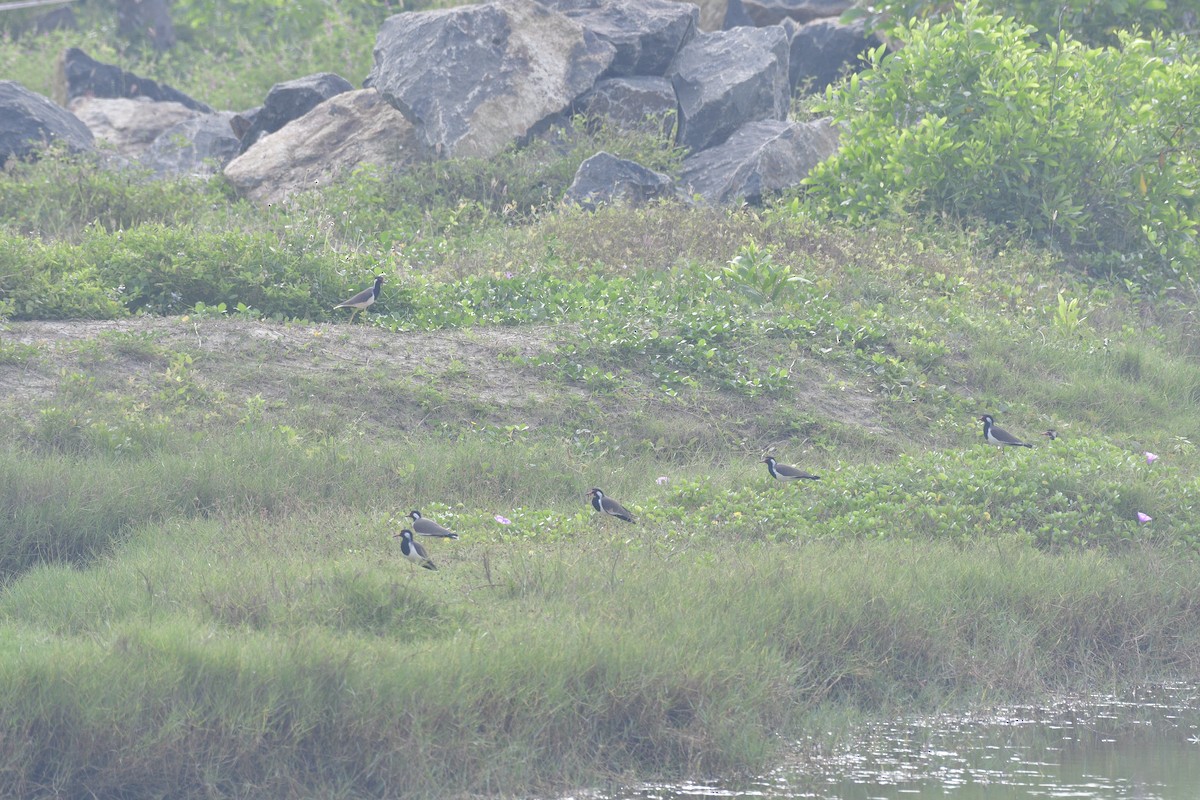 קיווית אדומת-משקפיים - ML646637137