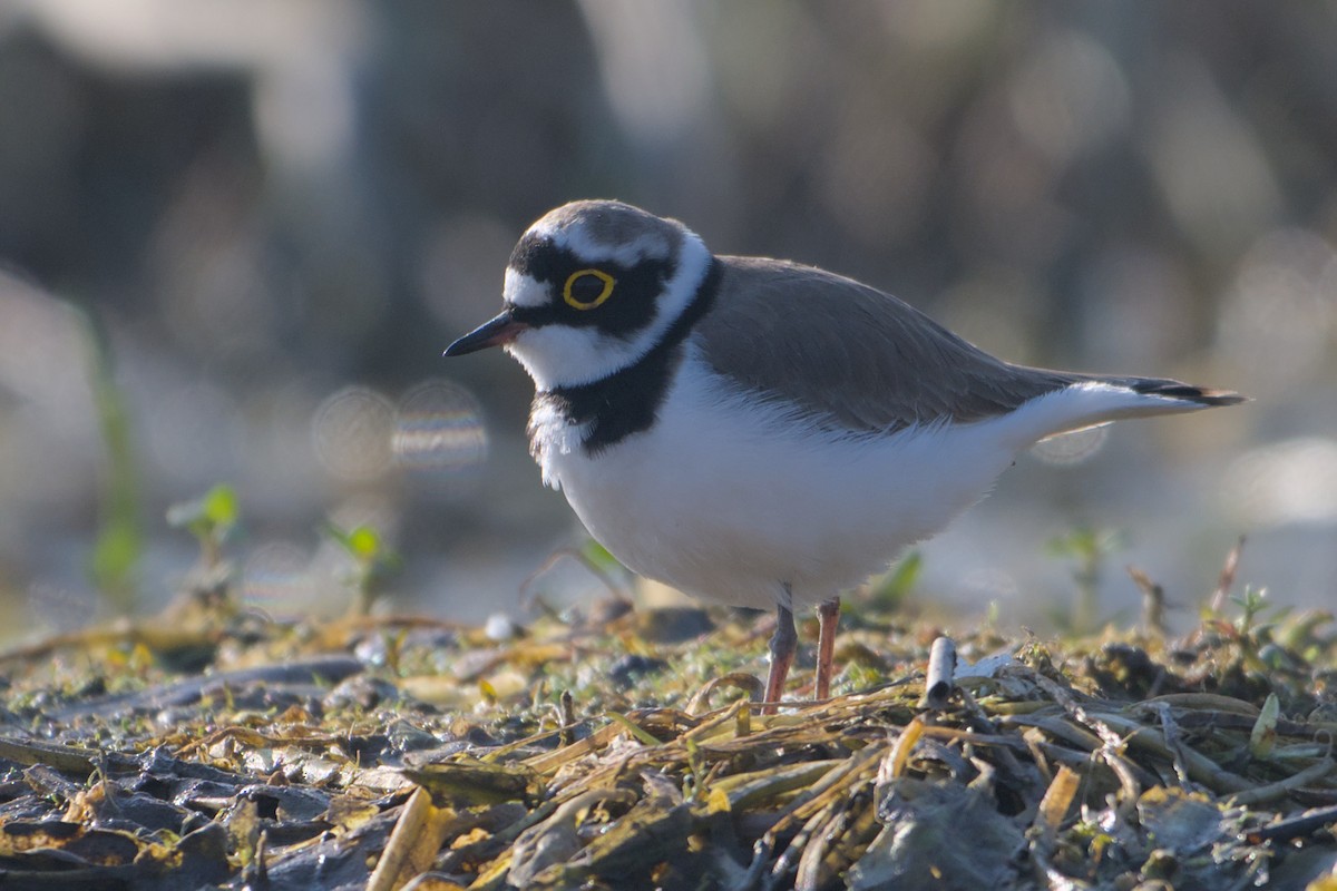 Flussregenpfeifer - ML646637139