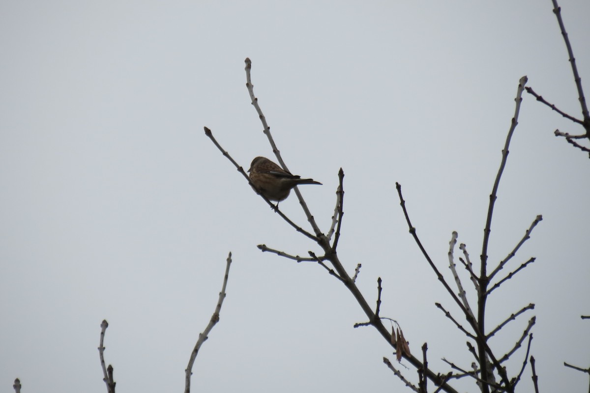 Коноплянка - ML646637143