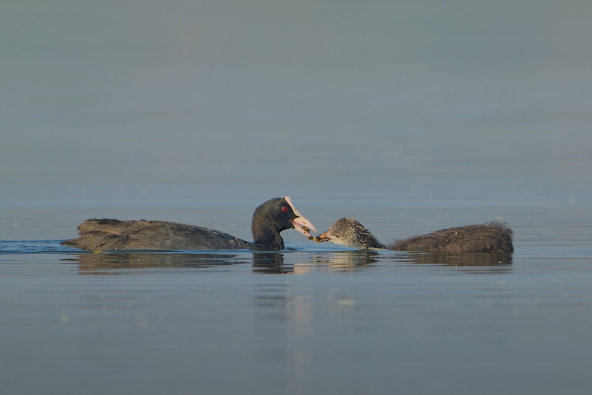 Blässhuhn - ML646637148