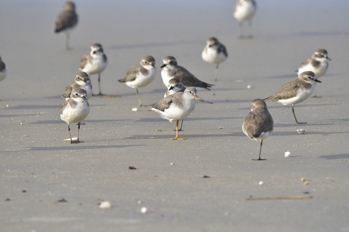 Terek Sandpiper - ML646637153