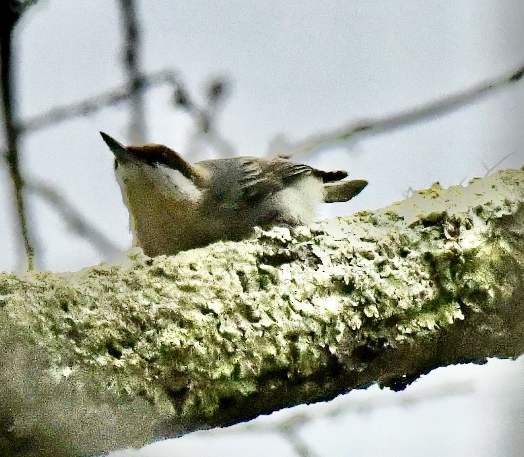 Буроголовый поползень - ML646637154