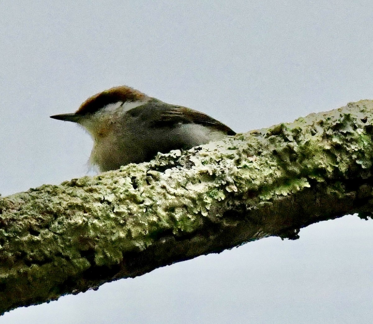 Буроголовый поползень - ML646637155