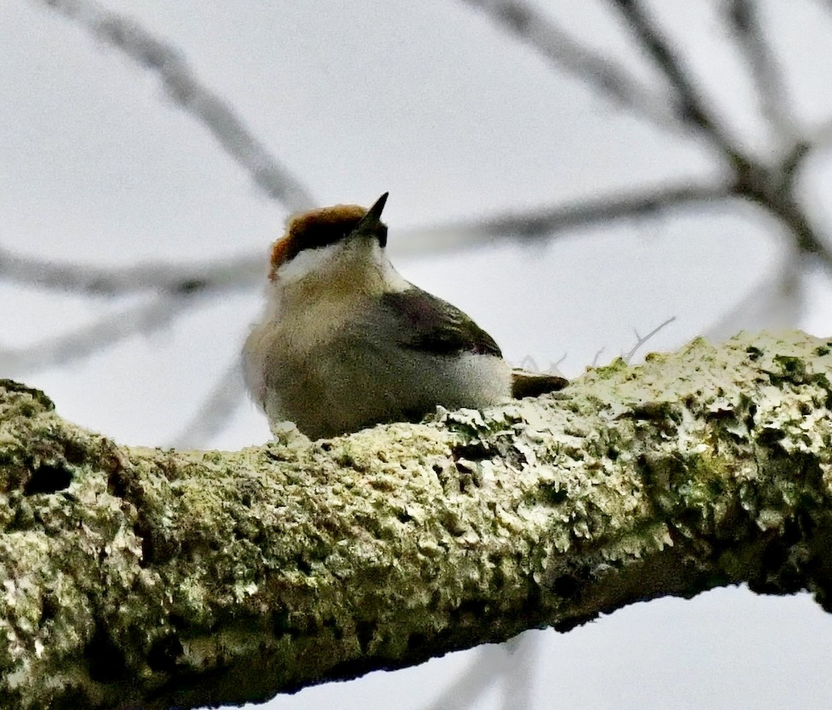 Буроголовый поползень - ML646637157