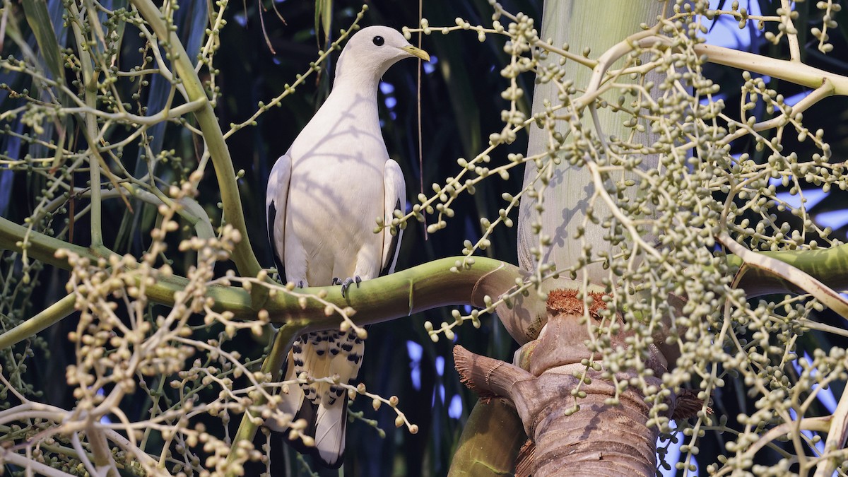 Torresian Imperial-Pigeon - ML646637158