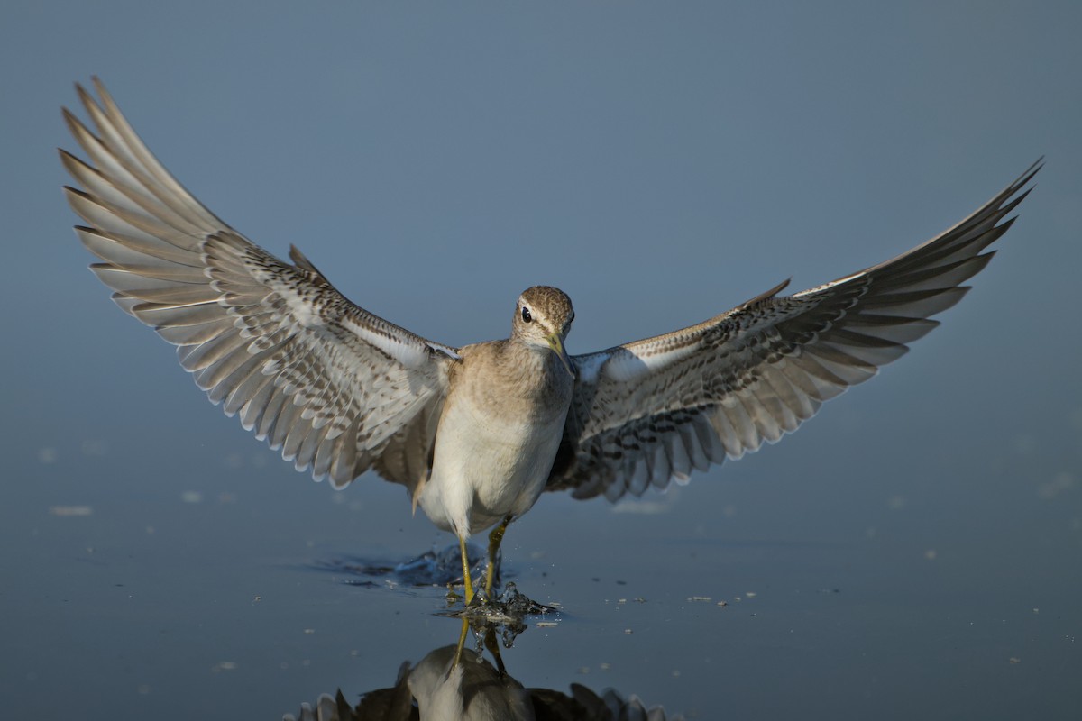 Bruchwasserläufer - ML646637159