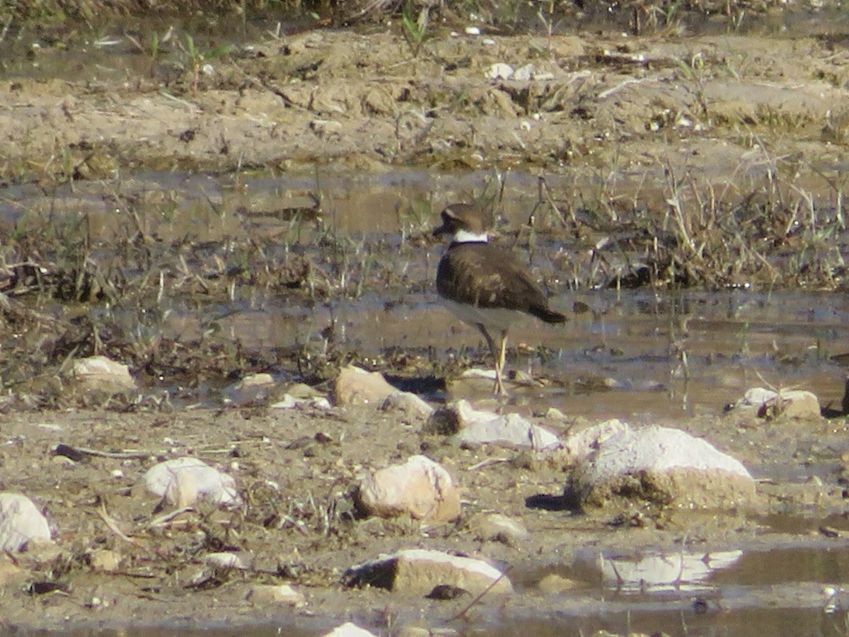 Killdeer - ML646637161