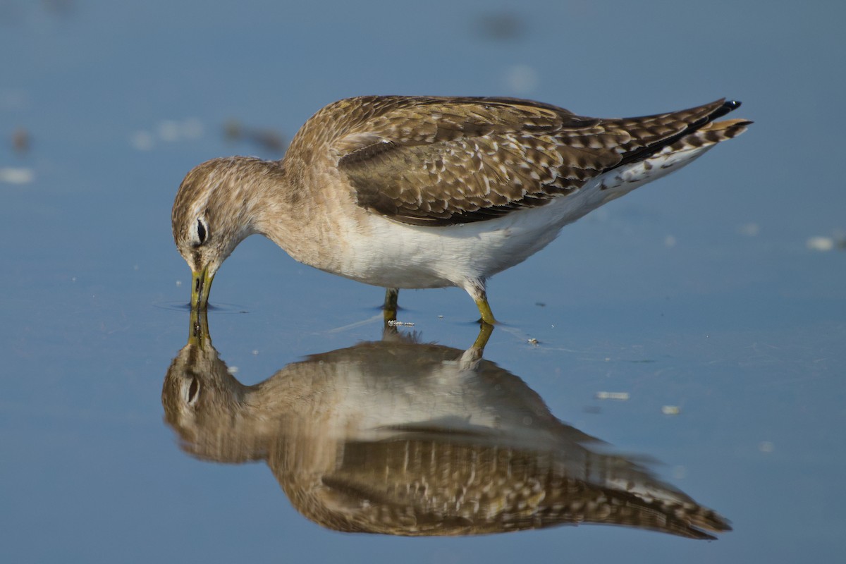 Bruchwasserläufer - ML646637163