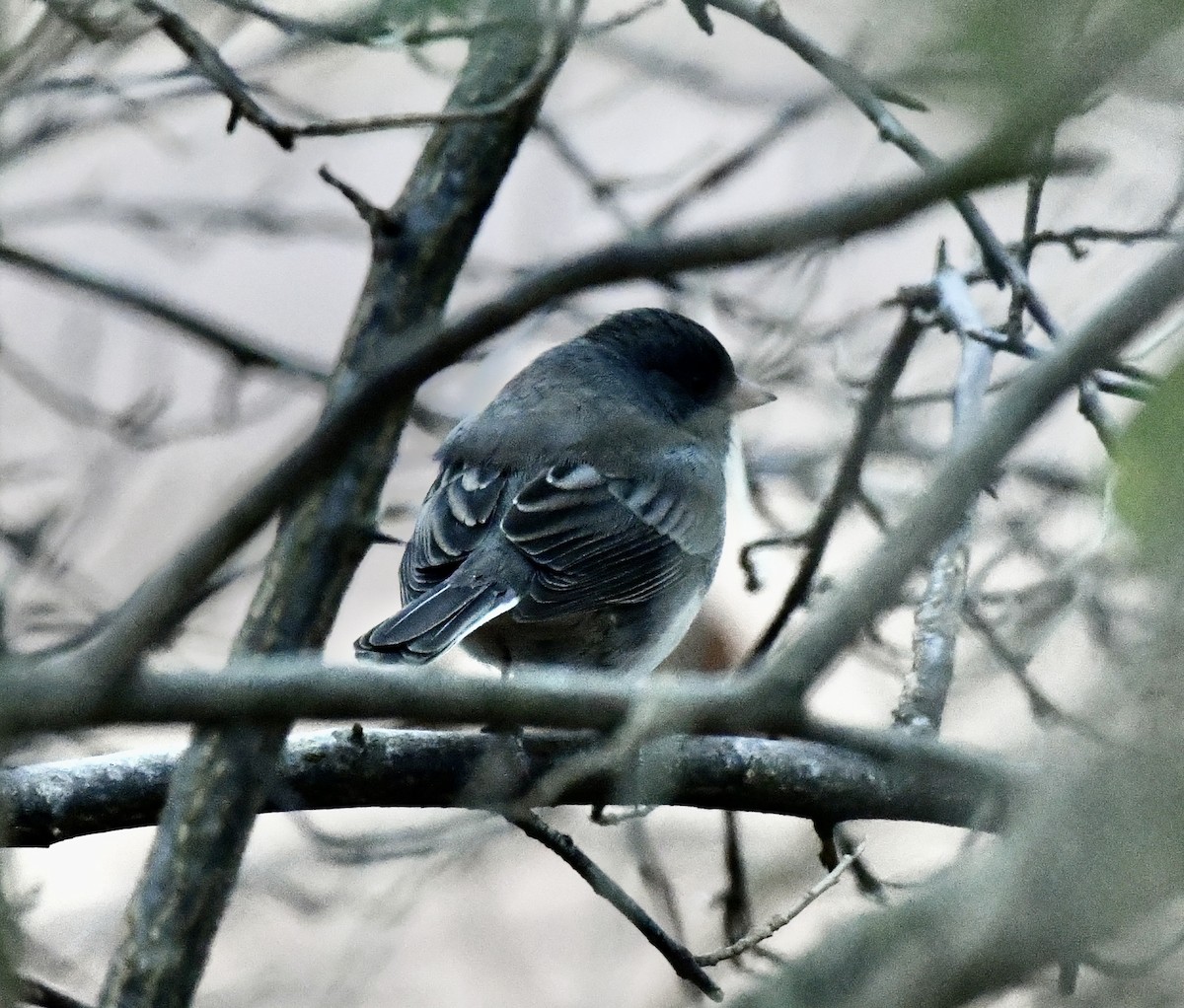 Dark-eyed Junco (Slate-colored) - ML646637164