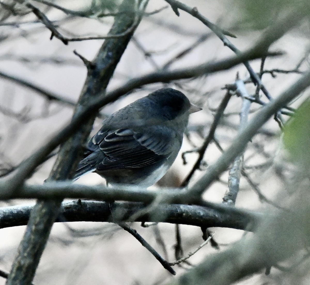 Dark-eyed Junco (Slate-colored) - ML646637165
