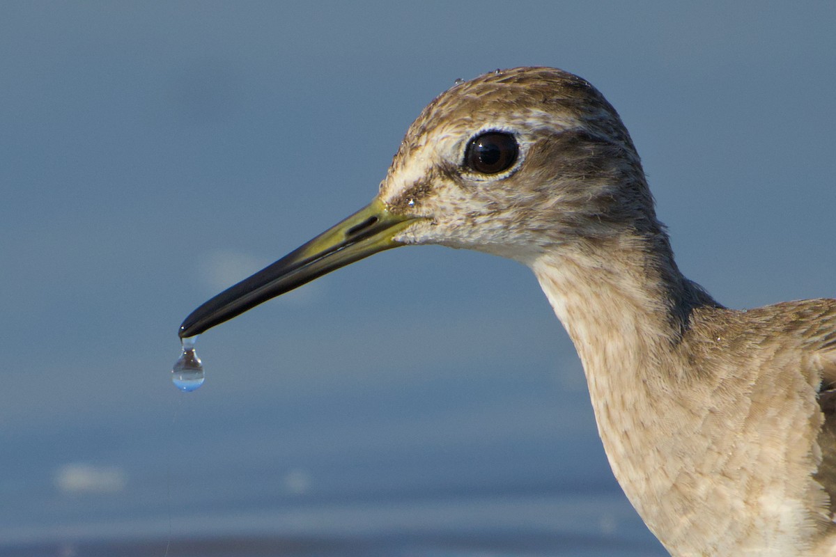 Bruchwasserläufer - ML646637167