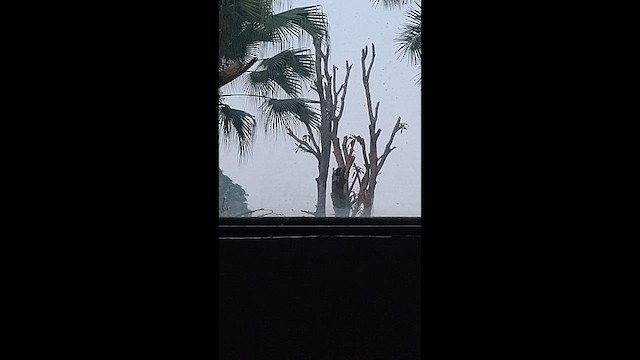 חטפית טאיגה - ML646637172